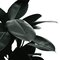 Rubber Plant